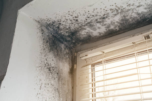 Affordable Hvac And Air Duct Mold Remediation solutions in District of Columbia, DC